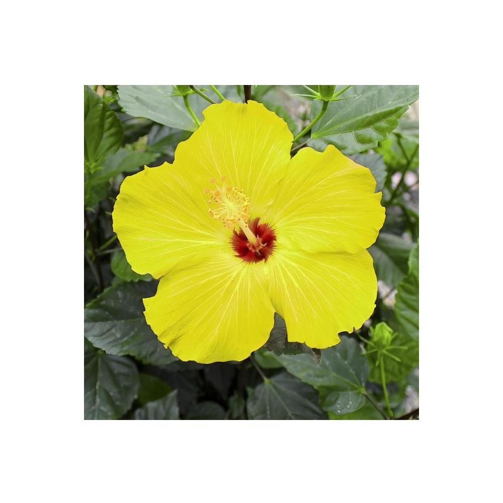 10 in Hibiscus Pink Lemonade Braided Hibiscus Tree 1 Piece - Whlsome - Lemonade