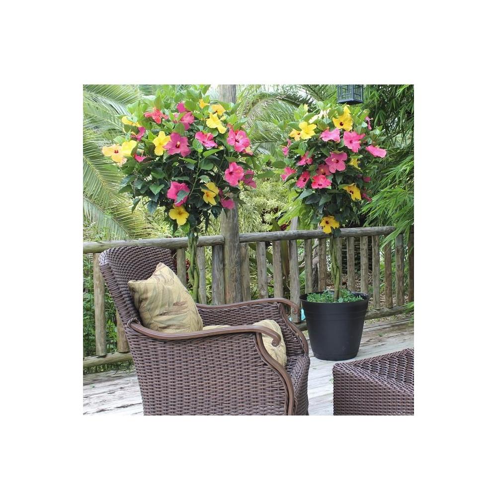 10 in Hibiscus Pink Lemonade Braided Hibiscus Tree 1 Piece - Whlsome - Lemonade