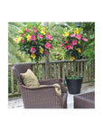 10 in Hibiscus Pink Lemonade Braided Hibiscus Tree 1 Piece - Whlsome - Lemonade