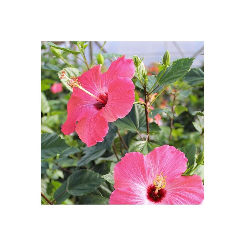 10 in Hibiscus Pink Lemonade Braided Hibiscus Tree 1 Piece - Whlsome - Lemonade