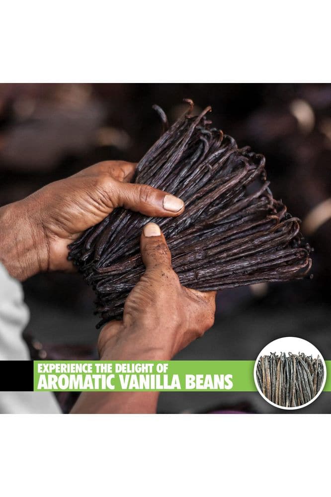 26 Organic Madagascar Vanilla Beans Extract Exclusive Grade B| 4.5&quot; - 5.5&quot; by FITNCLEAN VANILLA| Certified USDA Organic. Bulk Dry Whole Bourbon NON - GMO Pods - Whlsome - Grocery (Other)