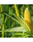 Food to Live Organic Super Sweet Corn 8 Ounces  FreezeDried Kernels NonGMO Kosher Healthy Snack Bulk Grown in the USA