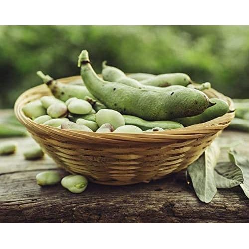 Food to Live Organic Fava Beans 5 Pounds  Broad Beans NonGMO Kosher Raw Sproutable Dried Vicia Faba Bulk Seeds Sirtfood Product of the USA