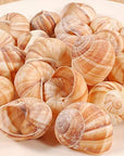 Cavair Line Escargot Snails Empty Giant Shells  24 pcs  Extra Large Escargot Shells  Premium Quality  Imported from France