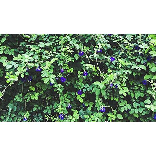 ANCIENT HERB Premium Dried Butterfly Pea Flower for Blue  Purple Drinks and Food Coloring Pea Flower Tea NonGMO Pure Natural Butterfly Pea Tea 176 oz  50 g