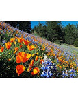 California Native Mixed Wildflowers  13 Varieties of California Natives 5 Oz