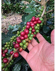 Don Leo Coffee from El Salvador  Ground