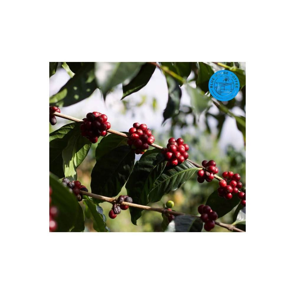 5lb Bulk Cascara Dried Coffee Cherry Tea Sustainably Sourced Costa Rica - Whlsome - Coffee