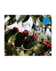 5lb Bulk Cascara Dried Coffee Cherry Tea Sustainably Sourced Costa Rica - Whlsome - Coffee