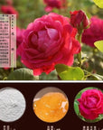 Flower cake Yunnan flower cake traditional cake rose flower cake 240g 30g  8 pieces with hand gift breakfast cake 84oz