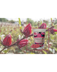 Exquisite Bali Rosella Powder Tea 35oz Herbal  Natural Beautiful Red Color Drink for Special Events