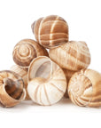 Cavair Line Escargot Snails Empty Giant Shells  24 pcs  Extra Large Escargot Shells  Premium Quality  Imported from France