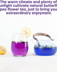 TeeLux Butterfly Pea Flower Tea NonGMO Pure Natural Butterfly Pea Tea Premium Dried Butterfly Pea Flower for Blue  Purple Drinks and Food Coloring 176 Oz