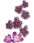 Andy Anand 50PC Sugar Free Violets A Typical Old Candy Dragée Shaped Like A Flower Of Five Petals Made With The Essence Of Violet And Sweetened With Stevia