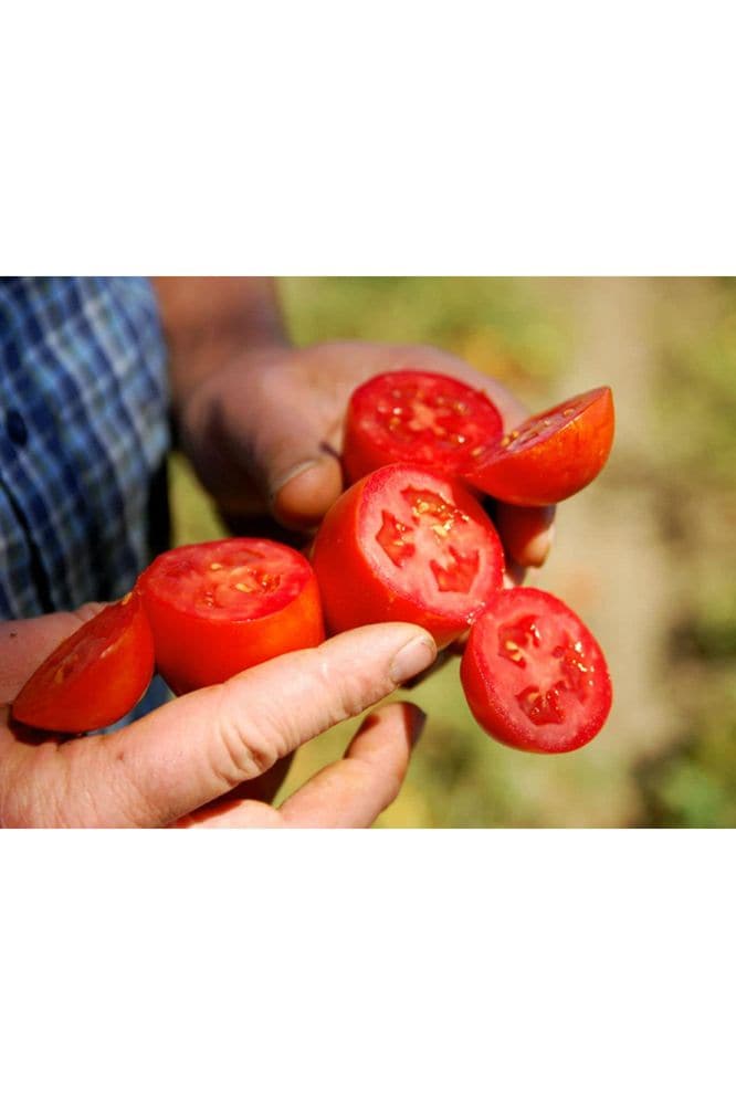 Bianco DiNapoli Organic Whole Peeled Tomatoes, 28 oz, 6 pack