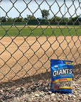 GIANTS Original Salted Jumbo Sized Sunflower Seeds 575Ounce Bags Pack of 12