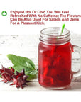 Plant Gift Roselle Hibiscus Hibiscus Tea Hibiscus Flowers Roselle Tea 100 Natural Roselle Whole Flowers  NonGMO  Caffeinefree  50G176oz