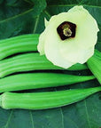 OKRA  Perkins Long Pod  Marde Ross  Company