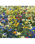 California Native Mixed Wildflowers  13 Varieties of California Natives 5 Oz