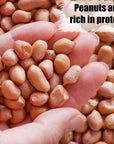 Old Potters Wildlife Shelled Peanuts 10 lbs for Birds Squirrels and Wildlife USA Grown NonGMO Organic Small Farm Raw Shelled Peanuts Wildlife Grade