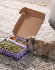 Sweet Meadow Farm Bunny Bento Box  Papaya  Marigold