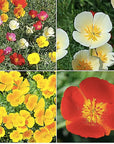 California Native Mixed Wildflowers  13 Varieties of California Natives 5 Oz