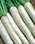 Japanese Daikon Radish