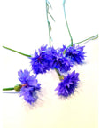 Pure Blue Cornflower Petals - 100% Natural Centaurea cyanus - Dried, Grown in Germany Herbal Cornflower Flowers for Cupcakes, Lattes, Tea Blends, Bath Products, Gifts, Crafts