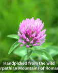 Wild Bliss Organic Red Clover Tea  Caffeine Free Loose Leaf Herbal Tea  Pharmacopoeia Potency  25 Servings