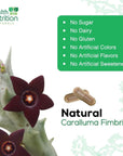 Caralluma Fimbriata Extract 1200 mg - Maximum Strength Natural Endurance Support