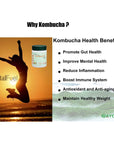 MentalFuel Kombucha Drink Powder  Instant Sparkling Fermented Kombucha Powder Ginger Lemon Flavor 200g  40 Servings  Supports GutBrain Health Antioxidation  GlutenFree NonGMO