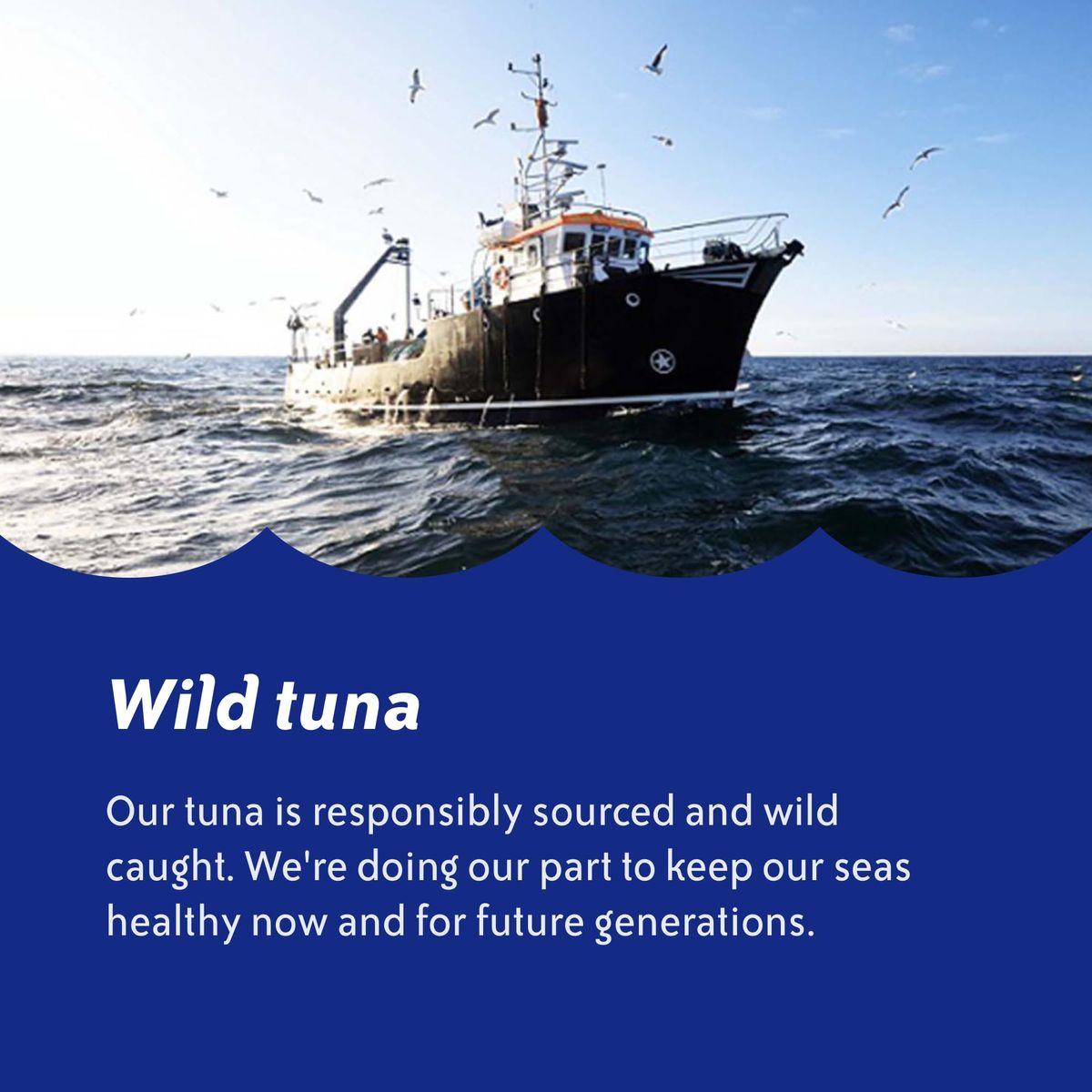 Chicken of the Sea Chunk Light Tuna in Water Wild Caught Tuna 5Ounce Cans Pack of 10