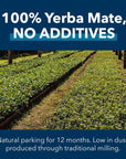 Pero Bien Argentino Yerba Mate Loose Leaf Authentic Yerba Mate With stick Argentine 220 Pound Pack of 2