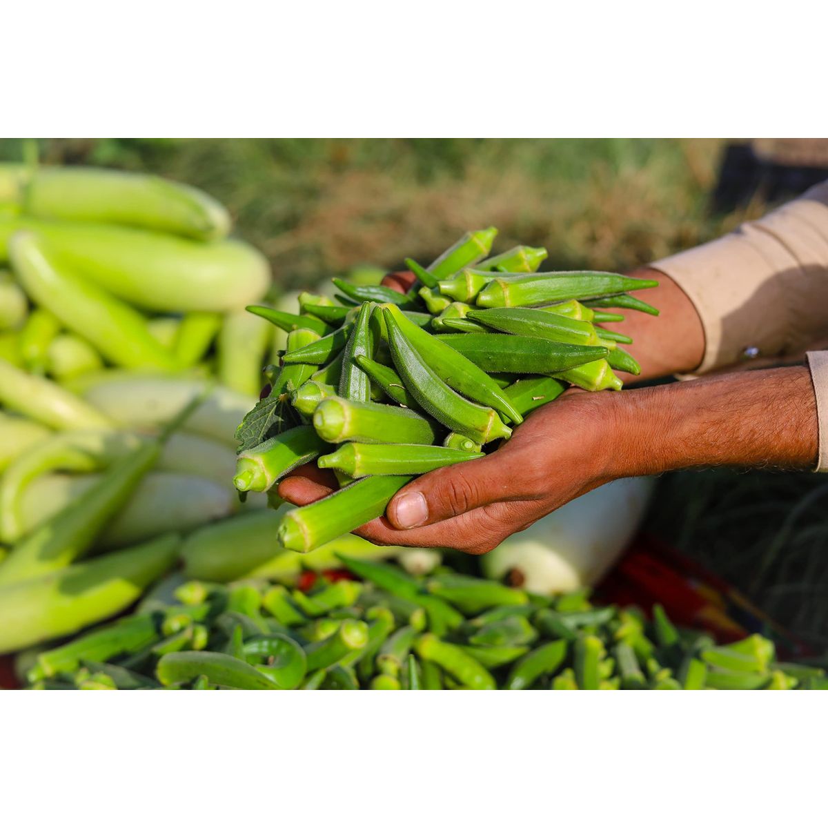 Sanniti Mild Pickled Okra 145 oz