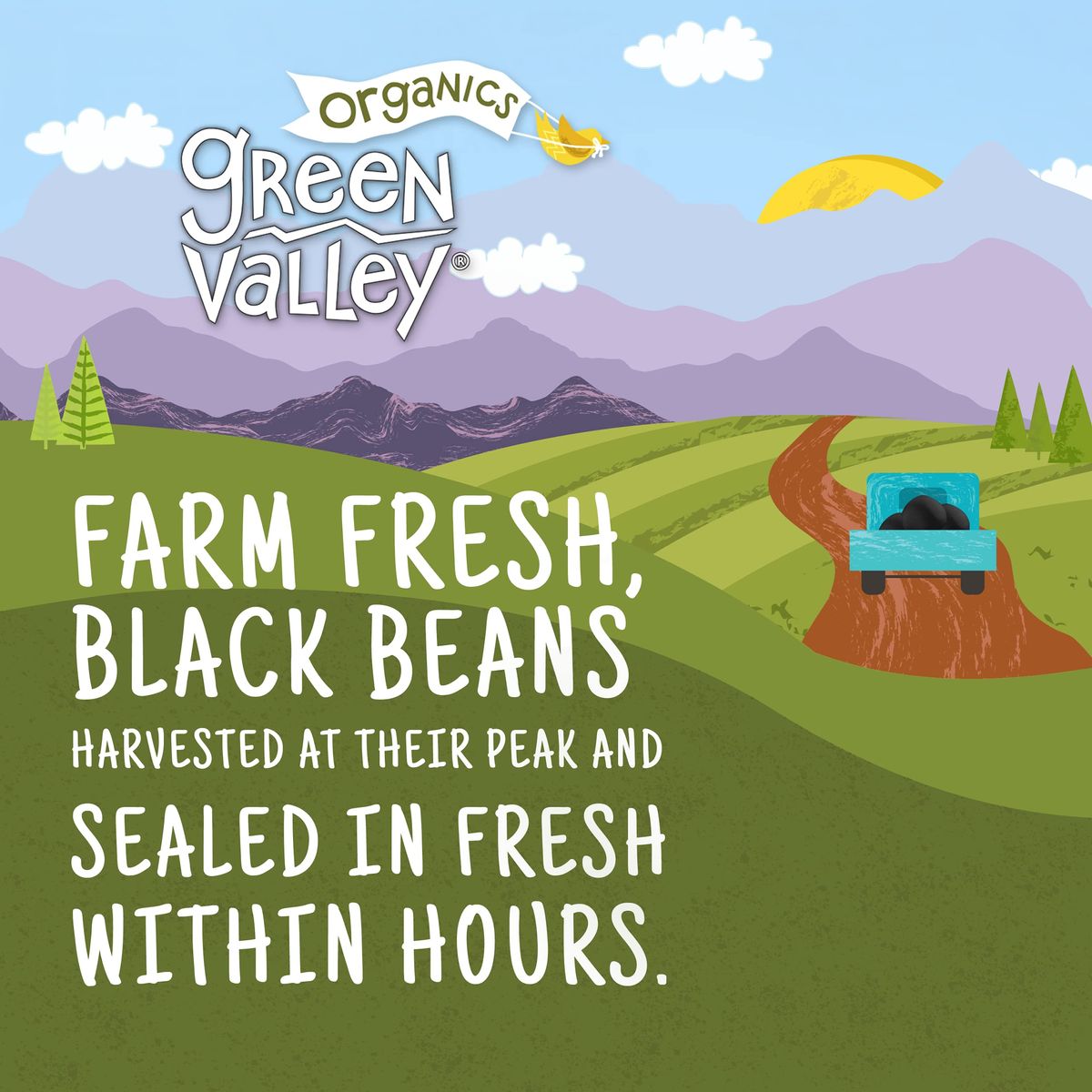 Green Valley Organics Black Beans  Certified Organic  Deliciously Tender Creamy  Mild  Deep Dark Skin  Good Source of Dietary Fiber  Protein  155 oz can Pack of 4