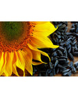 Exclusive Sunflower Seeds Ot Martina 500gr