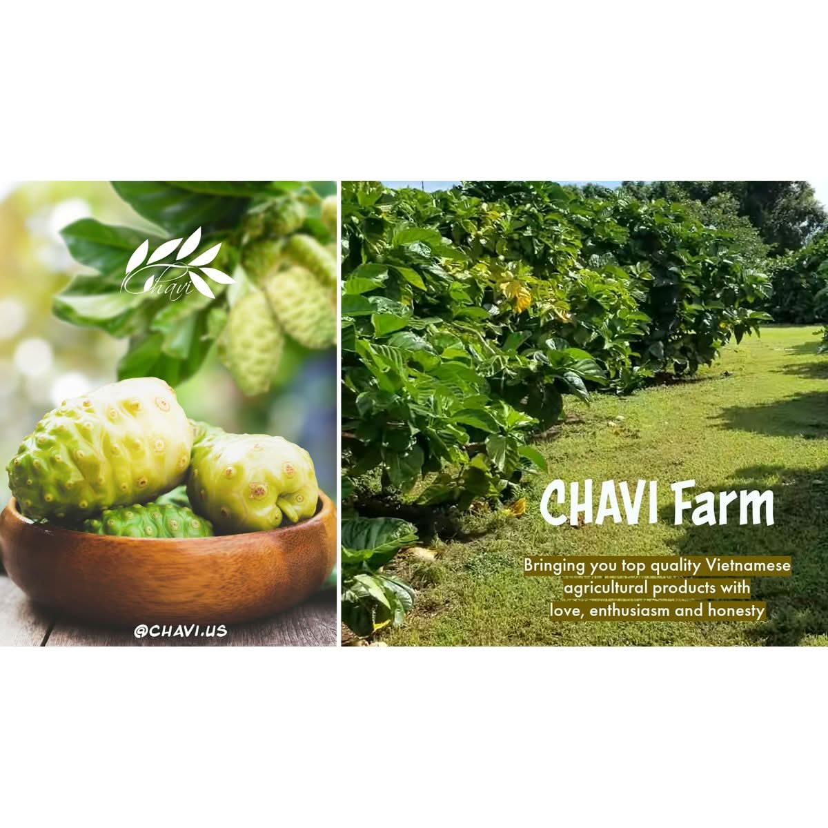 CHAVI Non Tiea Noni Ginger Pack of 1  20 Tea Bags per Box  Noni Dieters Drink  Extra Strength  Premium Quality