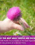 FreshDrinkUS Premium 135 Milk Thistle Tea Bags 100 Natural  Pure from Milk Thistle Seeds Milk Thistle Seed Herbal Tea Milk Thistle Seed Tea Made with Natural Material Tea Bags No Sugar No Caffeine No Gluten Vegan