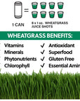 MAKA Wheatgrass Yerba Mate Tea Organic Sparking Beverage Coconut Pineapple 12 Fl Oz Pack of 12 90mg Caffeine Energy