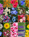 California Native Mixed Wildflowers  13 Varieties of California Natives 5 Oz