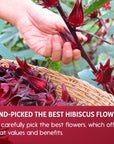 FreshDrinkUS Premium 140 Hibiscus Flowers Tea Bags 100 Natural Pure from Hibiscus Flowers Loose Flower Hibiscus Herbal Tea Hibiscus Flower Tea No Sugar No Caffeine No Gluten Vegan