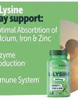 Yuve L-Lysine 500 mg Essential Amino Acid - Immune, Cold Sores & Collagen Synthesis Support - Maintain Healthy Arginine Levels & Optimal Calcium Absorption - Vegan, Gelatin-Free, Non-GMO - 50 Capsules