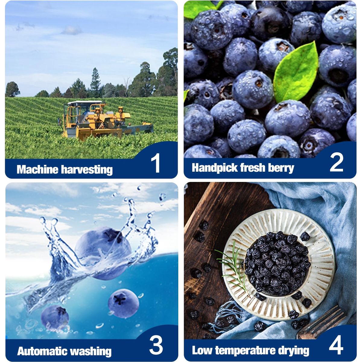 Nestor Premium Dried Big Blueberries 1 lb NonGMO No Preservatives Unsulfured Sweetened Dehydrated Blueberry Dried Fruits Snacks for Baking Oatmeal SaladsGrown in OR