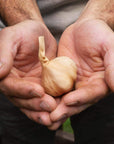 Whole Black Garlic  15 pounds