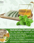 FreshDrinkUS Premium 45 Spearmint Tea Bags 100 Natural Spearmint Leaves Loose Leaf Spearmint Herbal Tea Spearmint Leaf Tea No Sugar No Caffeine No Gluten Vegan