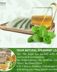 FreshDrinkUS Premium 35 Spearmint Tea Bags 100 Natural Spearmint Leaves Loose Leaf Spearmint Herbal Tea Spearmint Leaf Tea No Sugar No Caffeine No Gluten Vegan