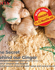 HOTTA Instant 100 Ginger Drink Powder No Sugar Soothes Throat Caffeine Free Easy to Brew Drink Like a Tea Hot or Cold Tea Real Asian Ginger 10 Sachets