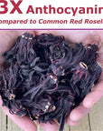 Organic Hibiscus Flowers Tea Bags  Sun Dried Edible Petals for Herbal Tea Drinks  Natural Purple Thai Roselle Herb 40 Tea Bags