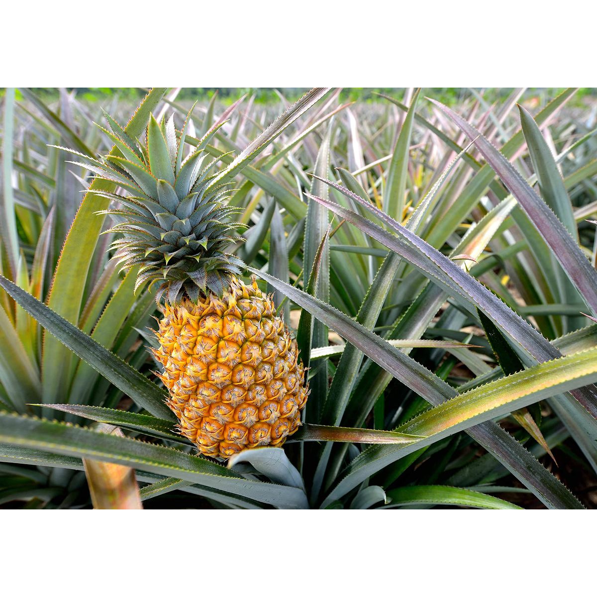 Organic Pineapple Powder 15 Pounds  NonGMO Made from Raw Dried Fruit Unsulfured Vegan Bulk Great for Baking Juices Smoothies Yogurts Contains Maltodextrin No Sulphites