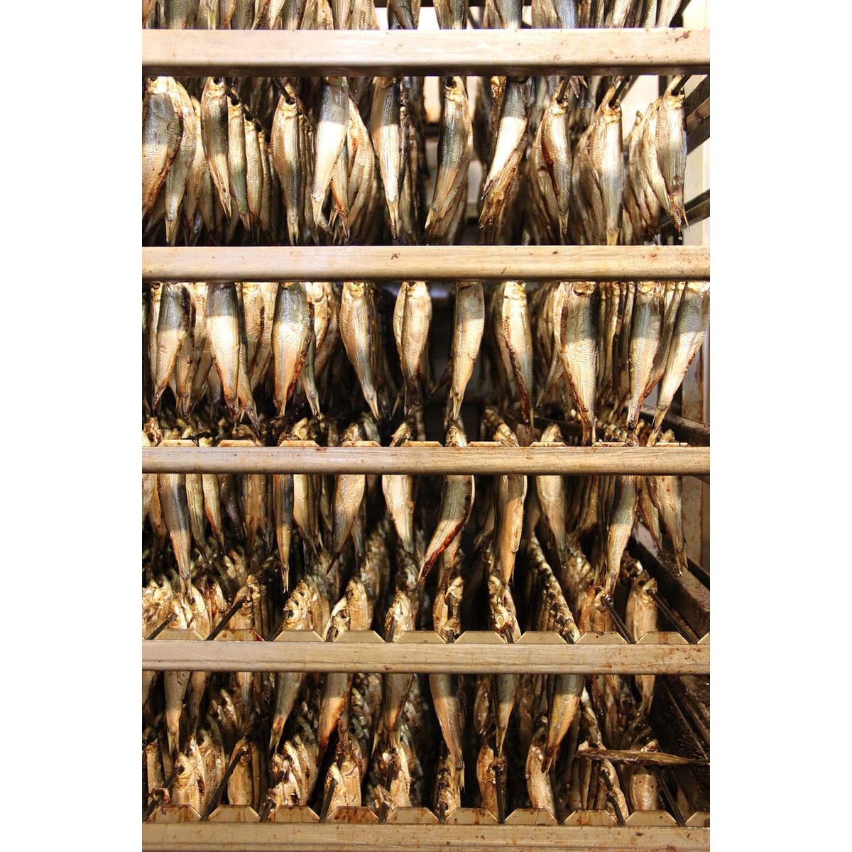 Fangst Brisling No 1  Tinned Nordic Sardines Smoked with Heather  Chamomile  1 x 100g Can